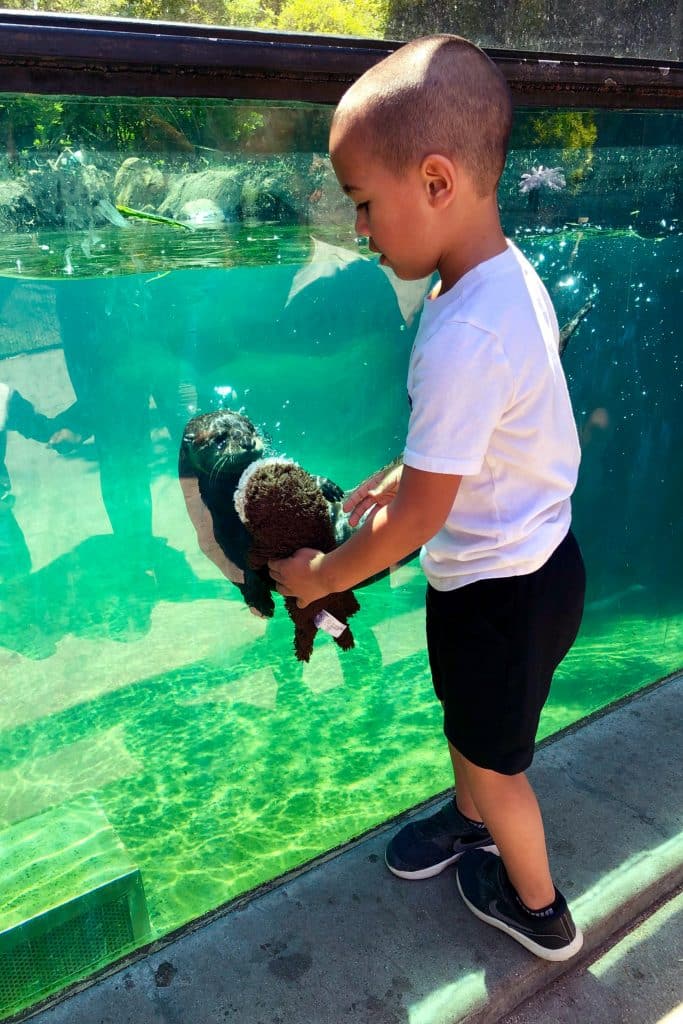 The otter is mesmerizied by the toy otter