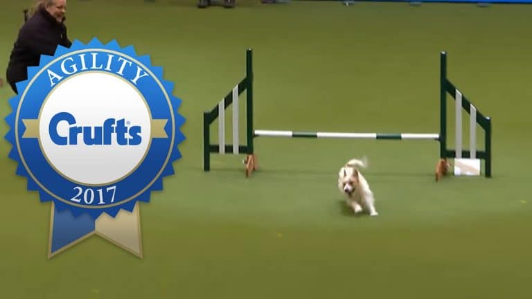 Hapless Dog Fails Miserably At Crufts – But Couldn’t Be Happier!