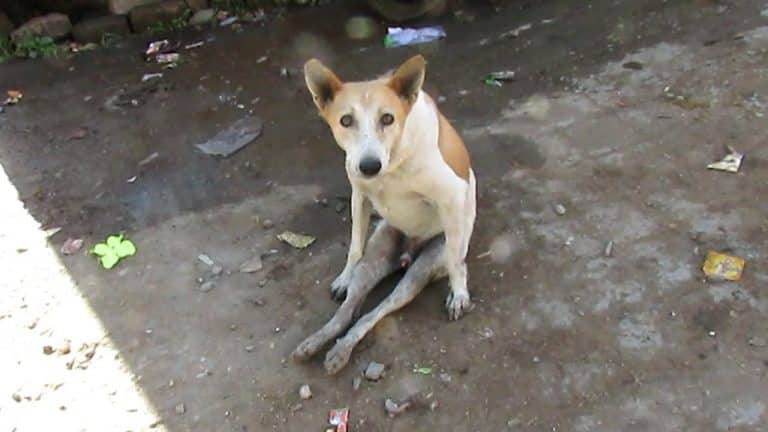 Amazing Moment Dog Paralyzed In Car Accident Walks Again