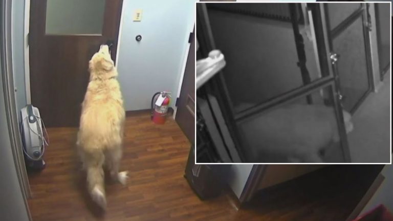 Clever Pup Stages Escape By Opening 4 Doors So He Can Reunite With His Family