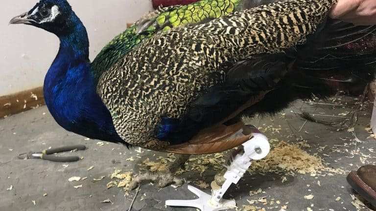 Peacock Gets 3D Printed Foot After Losing His To Frostbite