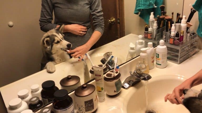 No Doggie Breath! Pomsky Loves Having Teeth Brushed