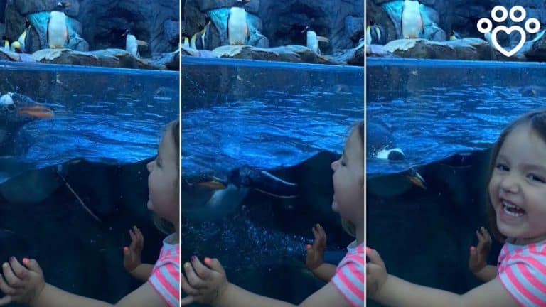 Penguin And Toddler Play Peekaboo At Zoo