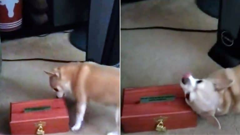 Dog Has Incredible Reaction To Late Buddy’s Ashes