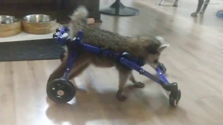 Raccoon With Brain Injury Has Custom Wheelchair To Walk Again