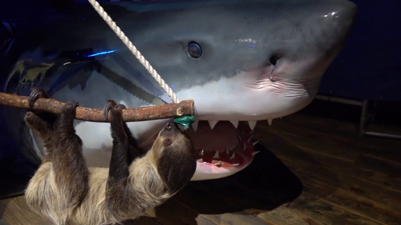 Sloth Gets Aquarium Tour During Lockdown