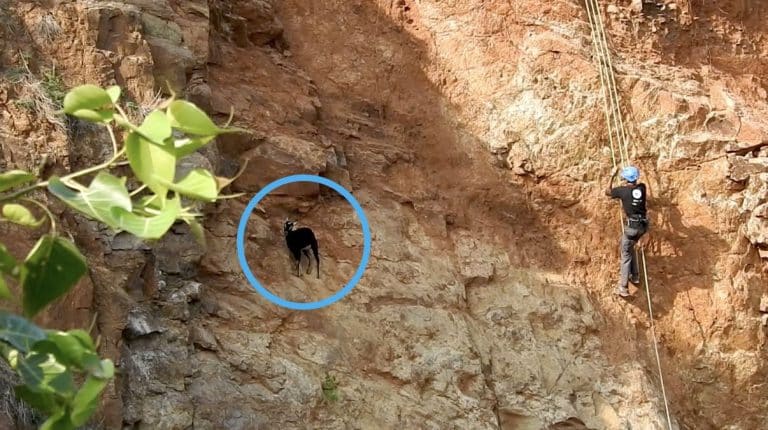 Stranded Goat Stuck On A Tiny Legde Halfway Up A Cliff Face Has Been Rescued After Over A Week Stranded Stranded Goat Stuck On A Tiny Legde Halfway Up A Cliff Face Has Been Rescued After Over A Week Stranded