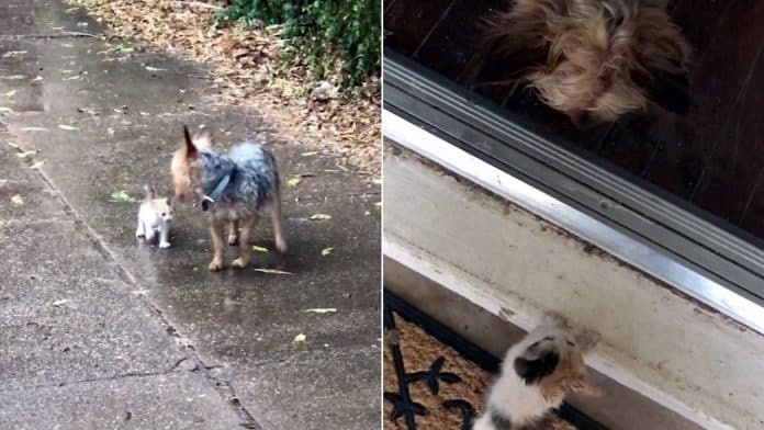 bringing a kitten home to a dog