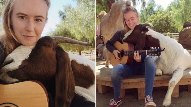 Goat Swoons And Rests His Head On Guitar As Musician Serenades Him With Songs