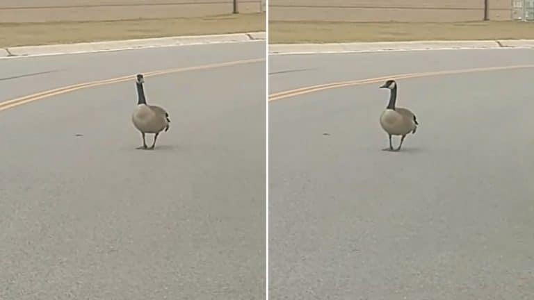 Patriotic Goose Filmed Respecting The National Anthem On Military Base