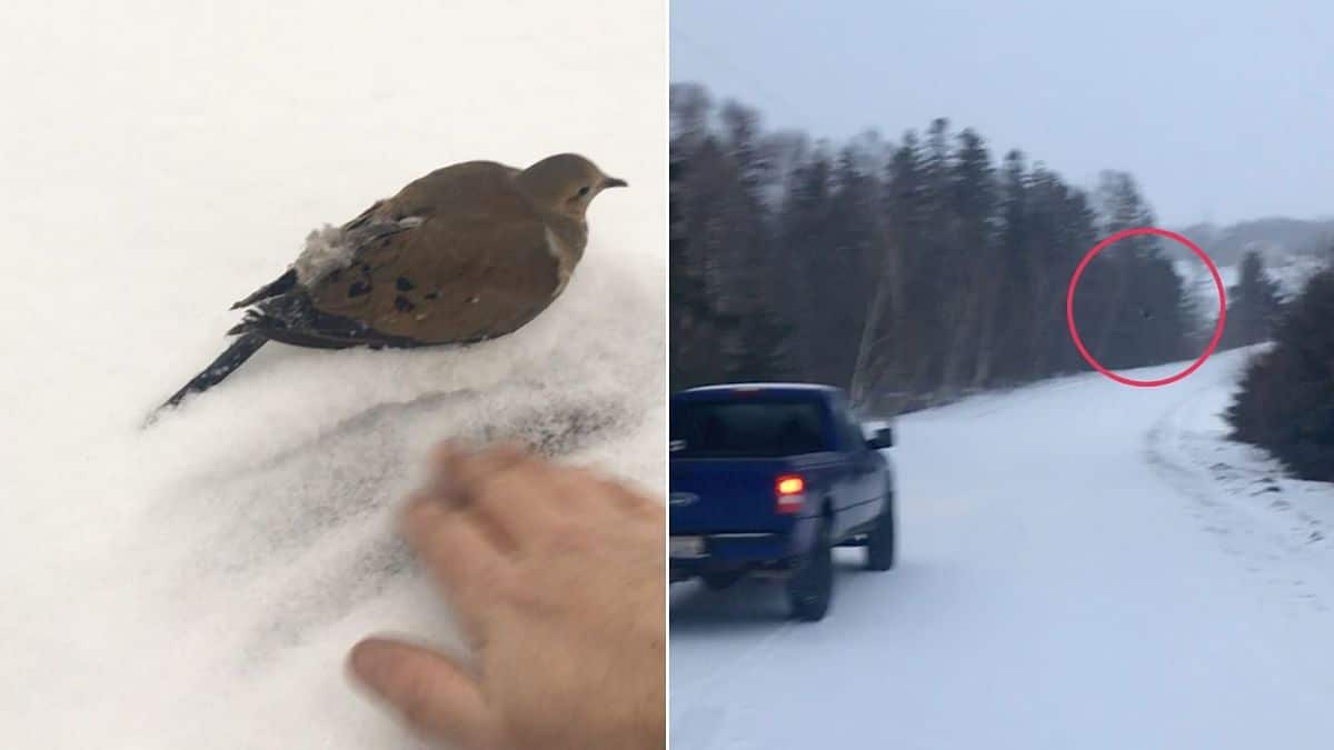 Man Rescues Bird Frozen To The Ground - Happilynews.com
