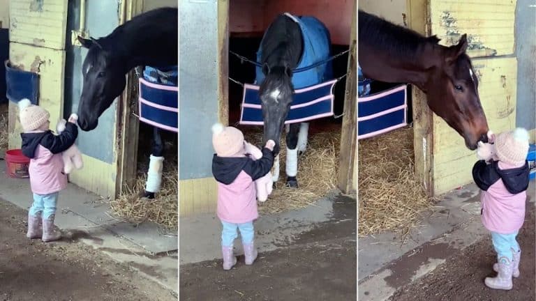 Horses Receive A Goodnight Pat On The Head From A Girl And Her Doll As Her Nighttime Routine Horses Receive A Goodnight Pat On The Head From A Girl And Her Doll As Her Nighttime Routine