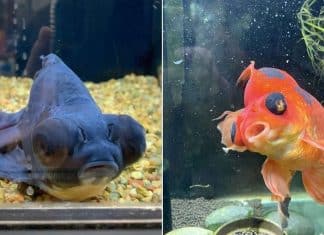 Monstro the goldfish nursed back to health