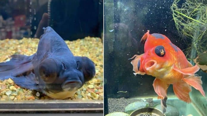 Monstro the goldfish nursed back to health