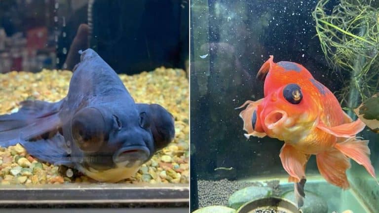 Woman Nurses Sick Goldfish Back To Health - Happilynews.com