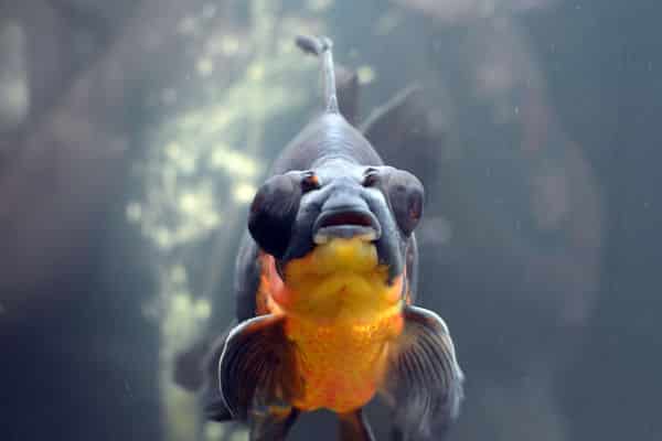 The sick goldfish which had turned black