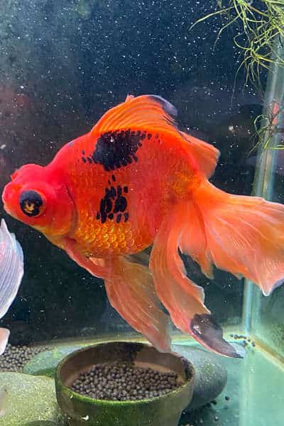 Monstro the goldfish back to full health