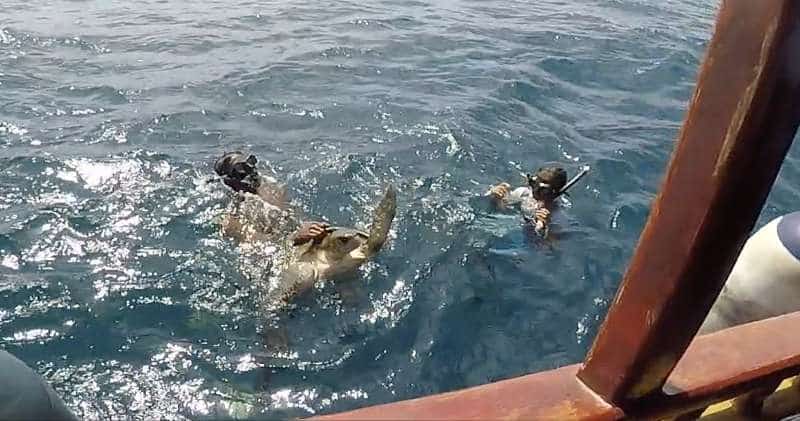 Olive Ridley turtle being rescued