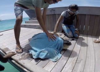 Olive Ridley turtle being released back into water