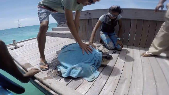 Olive Ridley turtle being released back into water