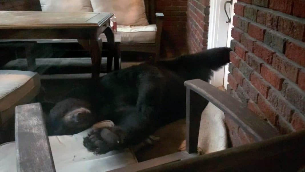 bear naps on porch