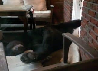 bear naps on porch