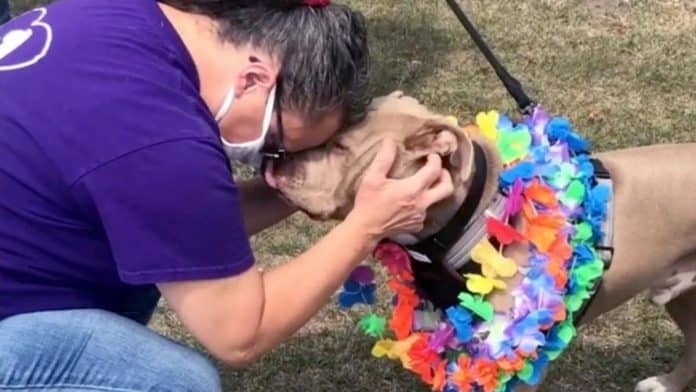 adopted dog given send off party