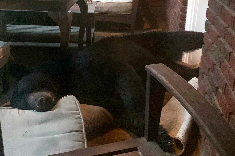 bear sleeps on porch