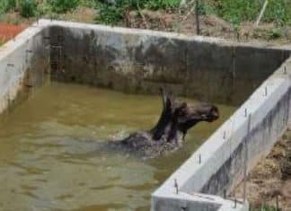 moose crane rescue