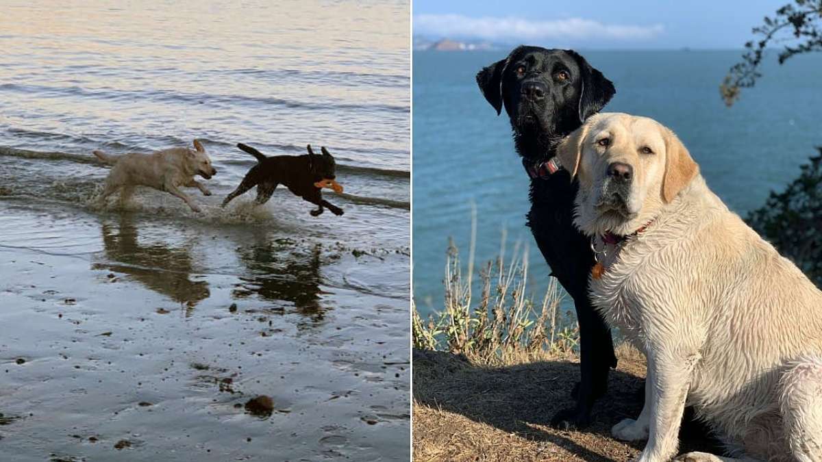 Best Friend Dogs Reunited After Months Apart - Happilynews.com