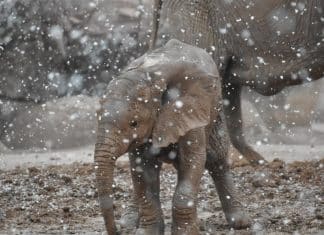Baby elephant experiences snow