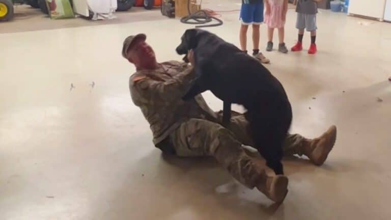 Dog Reunited With Owner Returning From Deployment