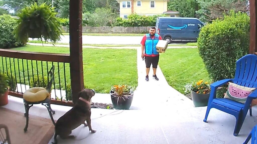 nervous amazon driver wholesome conversation with dog