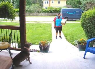 nervous amazon driver wholesome conversation with dog