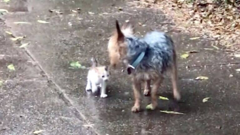 Dog Rescues Tiny Kitten From Rain, Brings It Home