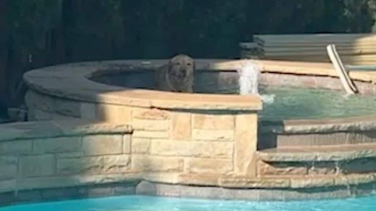 Labradors Funny Hot Tub Antics Caught On Camera In Texas Home