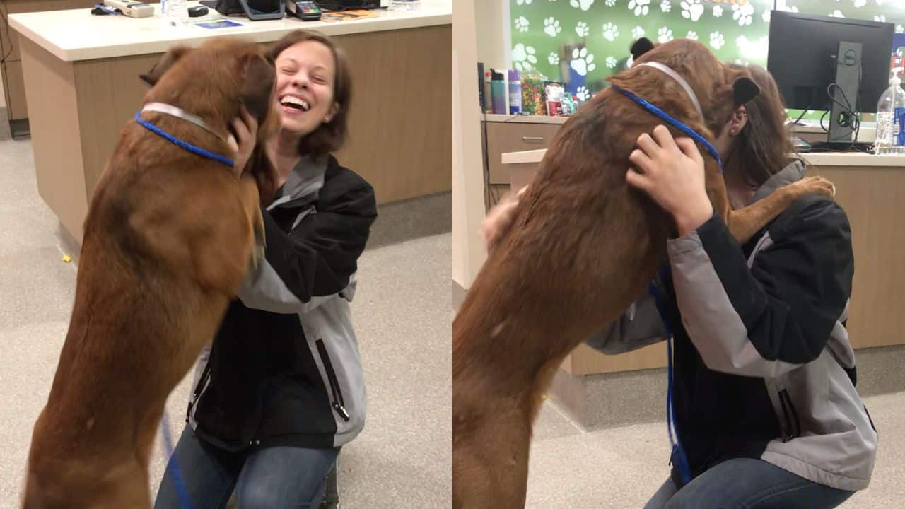 Dog Reunited with Owner After 2 Years Thanks to Facebook - Happilynews.com