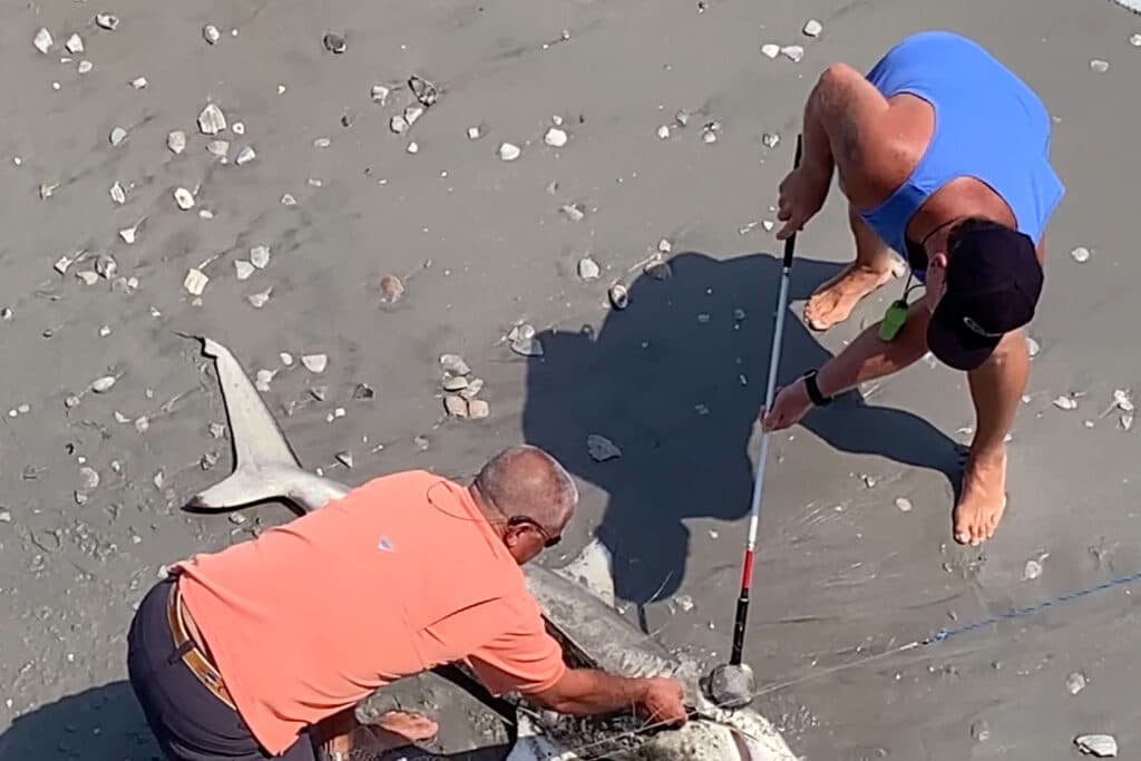 Shark Rescued From Fishing Net And Helped Back To Water