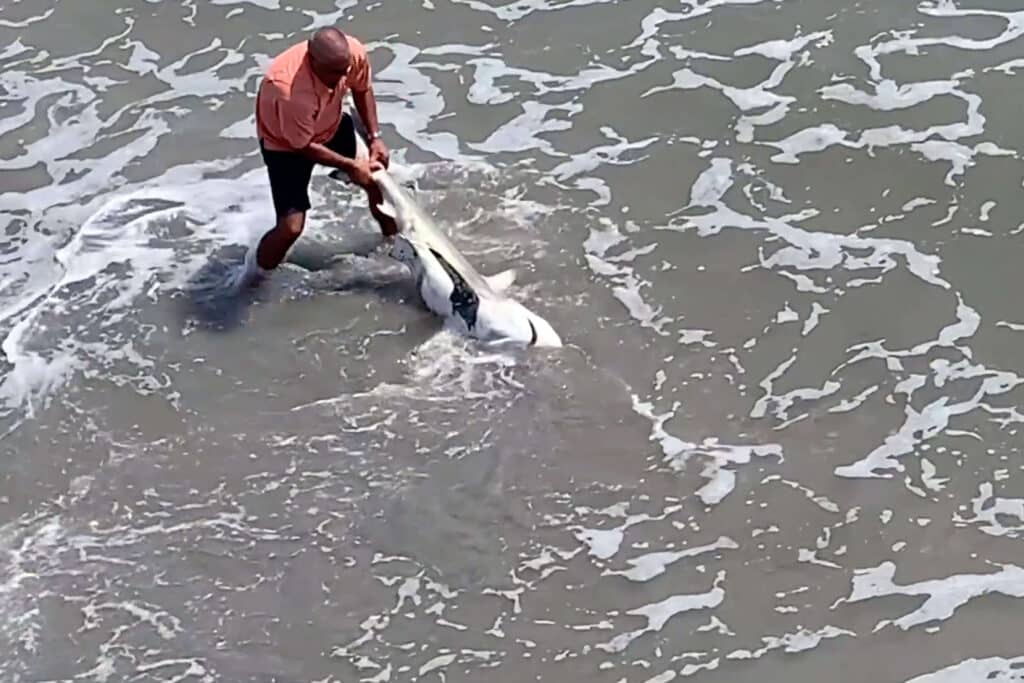 Shark Rescued From Fishing Net And Helped Back To Water