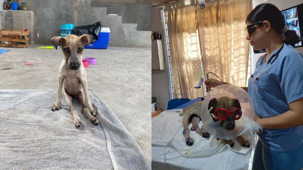 Pinta with his injured legs (left) and being nursed back to health by a local Mexican vet (right).