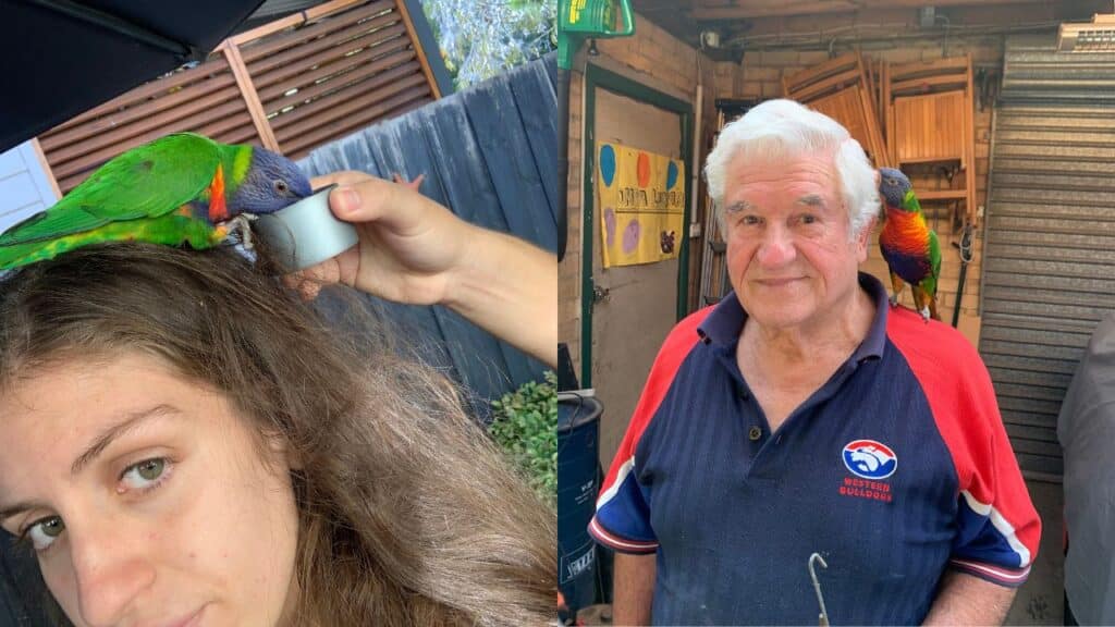 The lorikeet resting on Chanel's head (left) and with her grandfather at his new home (right).