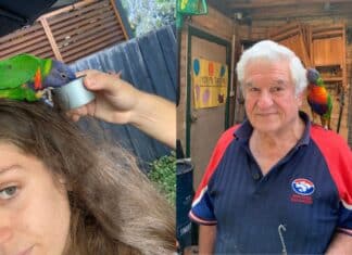 The lorikeet resting on Chanel's head (left) and with her grandfather at his new home (right).