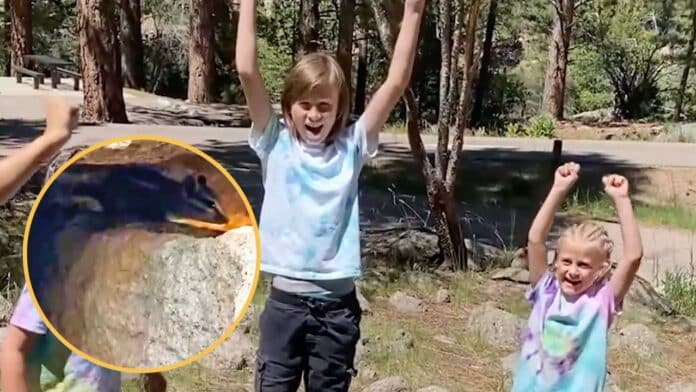 Family rescues trapped chipmunk stuck under boulder.
