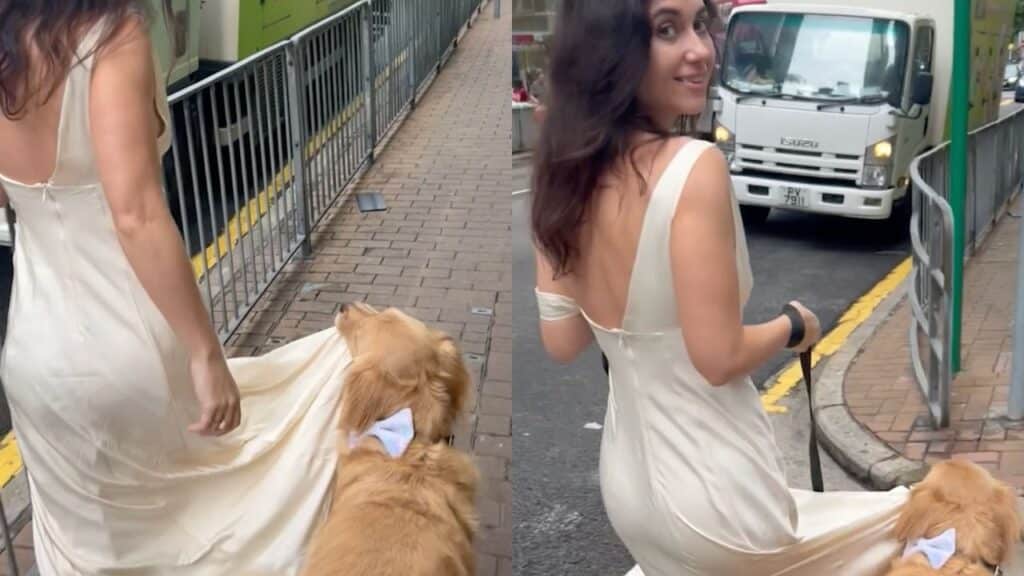 Charlie the Golden Retriever carries Shannon's dress hem to prevent it from getting dirty.