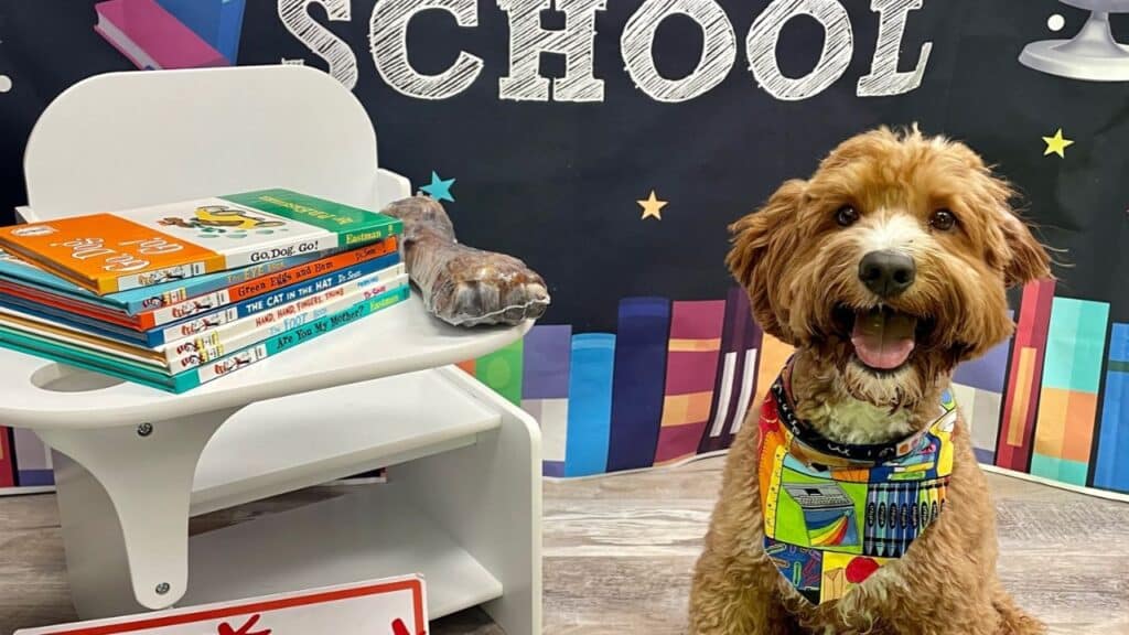 A dog poses on first day of doggy school