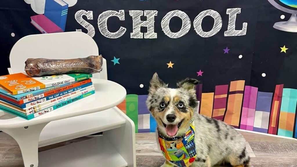 A dog poses on first day of doggy school.