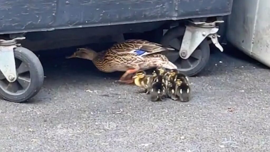 Ducks stranded under bins.