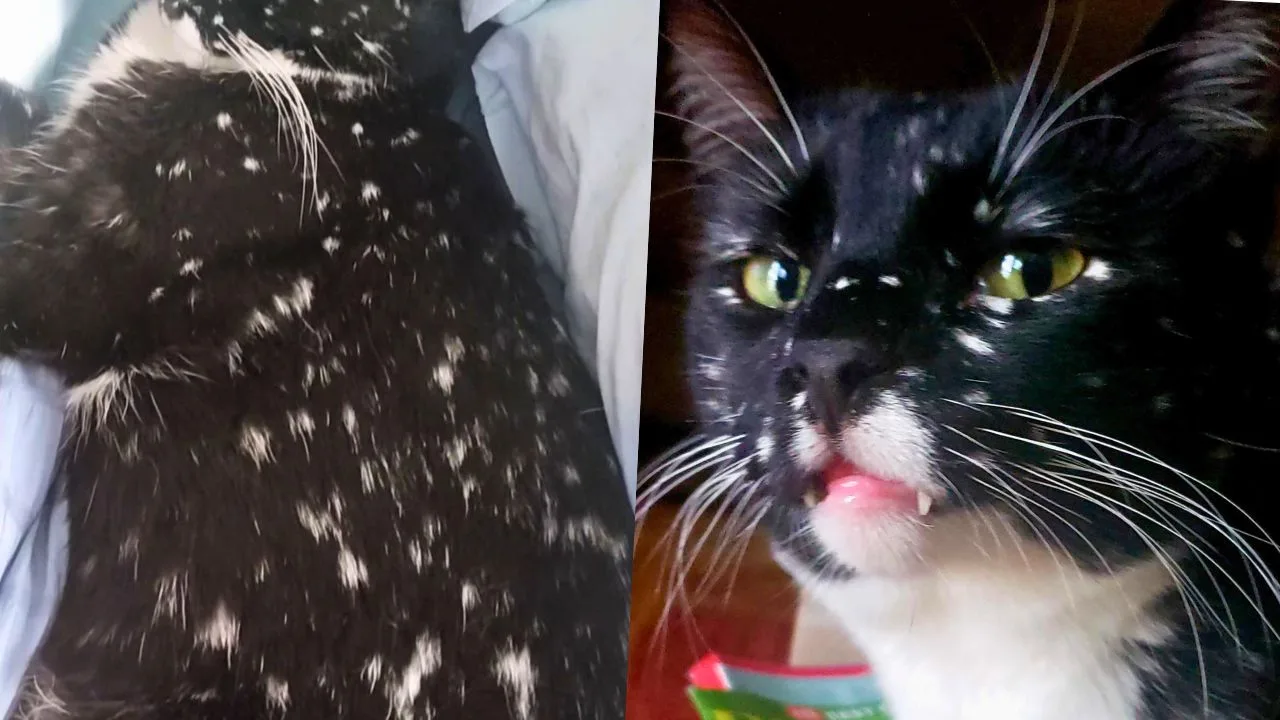 Cat’s Vitiligo Leaves Black Fur Covered in White Dots Making It Look