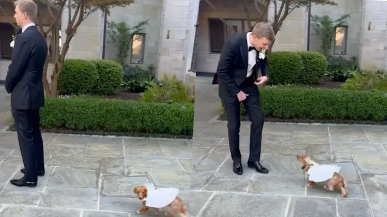 Groom Has One-of-a-kind First Look Surprise on Wedding Day When He Turns Around to Discover His Beloved Sausage Dog Wearing a Wedding Dress