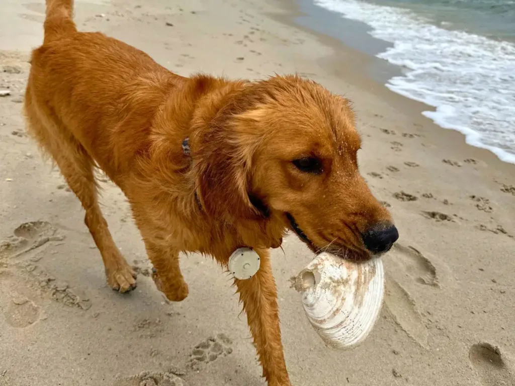 Hudson with one of his sea-shell treasures.